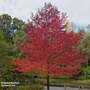 Liquidambar styraciflua 'Worplesdon' (Mature Tree)