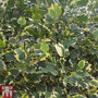 Liriodendron tulipifera 'Snow Bird'