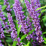 Liriope muscari