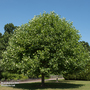 Liriodendron tulipifera (Mature Tree)