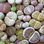 Living Stone Plant - House Plant Seeds