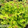 Leycesteria 'Little Lanterns'