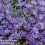 Lobelia erinus 'Crystal Palace' - Easy Grow Seed Range