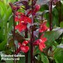 Lobelia 'Compliment Scarlet'