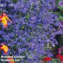 Lobelia pendula 'Monsoon' - Easy Grow Seed Range