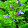 Lobelia siphilitica Blue