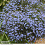 Lobelia erinus 'Blue Cascade' - Seeds