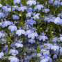 Lobelia erinus 'Cambridge Blue' - Seeds