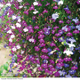 Lobelia erinus 'Cascade Mixed' - Seeds