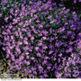 Lobelia erinus 'Crystal Palace' - Seeds