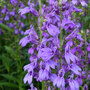 Lobelia speciosa Fan Blue