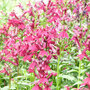 Lobelia speciosa Fan Burgundy