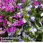 Lobelia Rift Blue