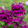 Lobelia 'Hadspen Purple'