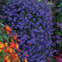 Lobelia pendula 'Monsoon' - Seeds
