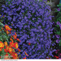 Lobelia 'Monsoon'