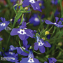 Lobelia pendula 'Sapphire Cascade' - Seeds