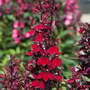 Lobelia x speciosa 'Starship Burgundy'