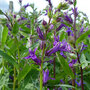 Lobelia x speciosa 'Vedrariensis' (Marginal Aquatic)