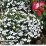 Lobelia 'White Lady'