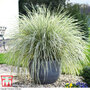 Lomandra 'White Sands'