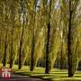 Lombardy Poplar (Hedging)