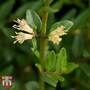 Lonicera nitida