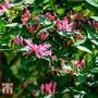 Lonicera tatarica 'Hack's Red'
