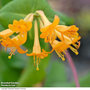 Honeysuckle 'Golden Trumpet'