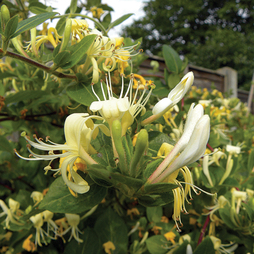 Honeysuckle 'Halliana'