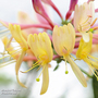 Honeysuckle 'Gold Flame'