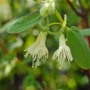 Lonicera caerulea var. kamtschatica