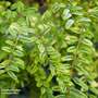 Lonicera nitida 'Lemon Beauty'