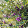 Lonicera nitida (Hedging)