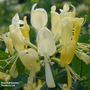 Honeysuckle 'Scentsation'