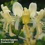 Honeysuckle 'Scentsation'