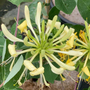 Honeysuckle 'Sweet Sue'