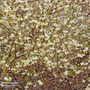 Lonicera x purpusii 'Winter Beauty'