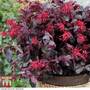 Loropetalum chinense var. rubrum 'Ever Red'