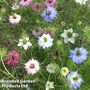 Nigella damascena 'Persian Jewels' - Easy Grow Range