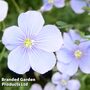 Linum perenne Blue