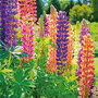 Lupin 'Russell Hybrids Mixed'