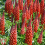 Lupin 'My Castle'