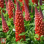 Lupin 'My Castle'