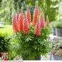 Lupin 'Towering Inferno'