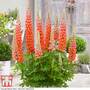 Lupin 'Terracotta'