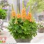 Lupin 'Gladiator'