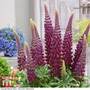 Lupin 'Masterpiece'