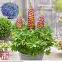 Lupin 'Manhattan Lights'