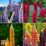 Nurseryman's Choice Lupins